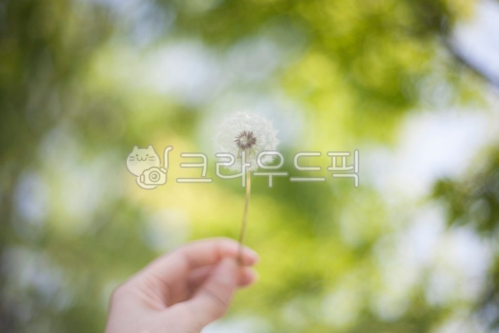 plant,식물,민들레,봄,감성,민들레씨,민들레홀씨,green,초록