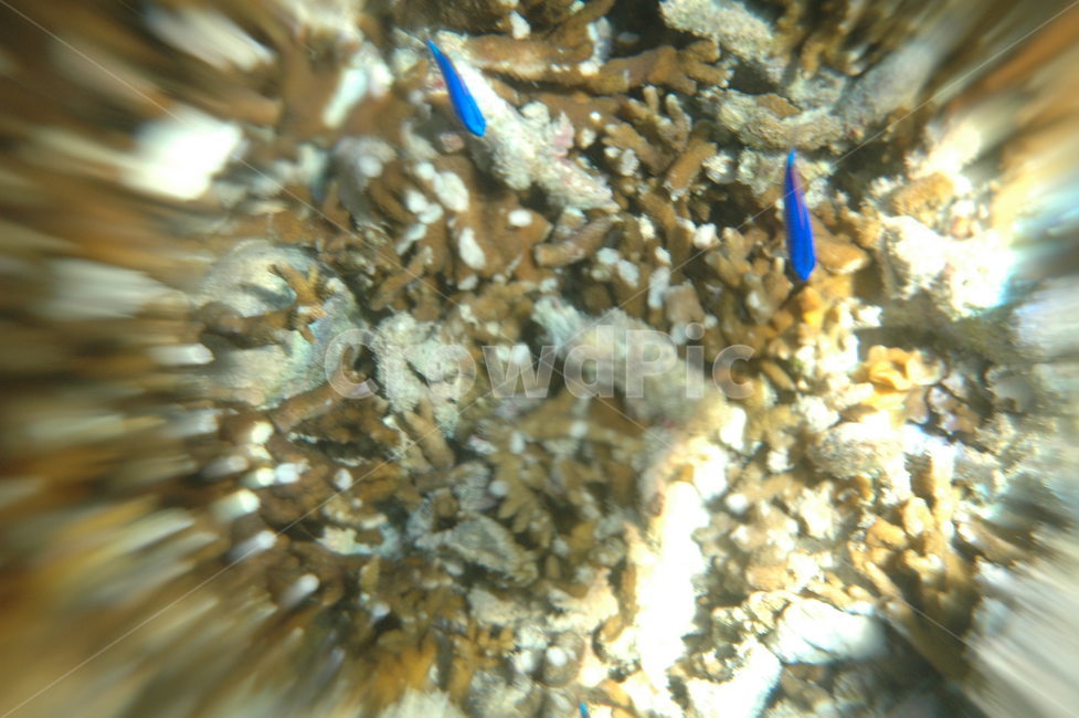 바닷속,물고기,스노클링,수중촬영,underwatershooting,fish,bluefish,동물,animal,어류,물고기,fish