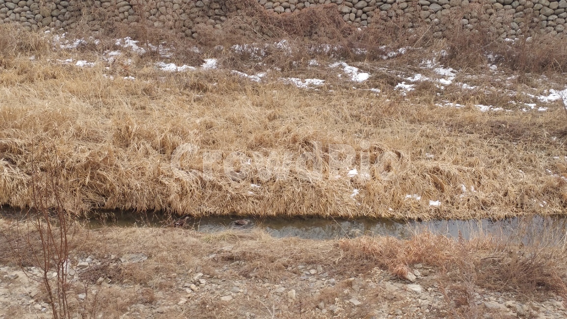 자연,nature,하천,풍경,겨울풍경
