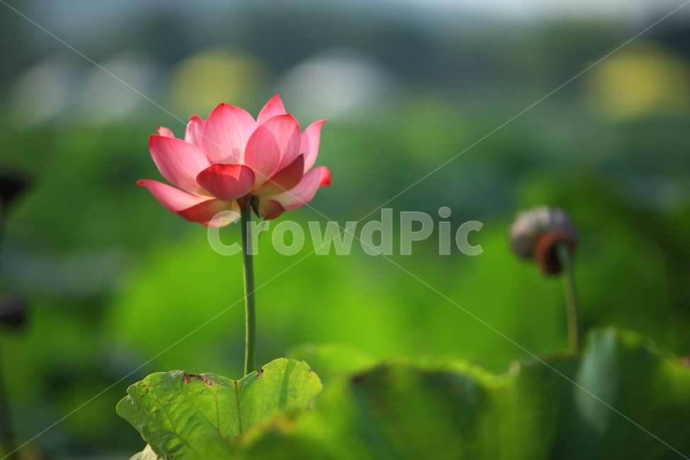 연꽃,자연,접사,풍경,무안,식물,자연,plants,nature,꽃,flower