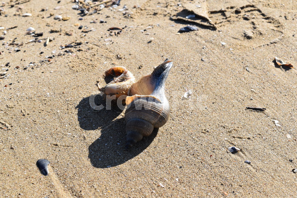 조개껍데기,소라껍데기,바다,모래,해변,그림자,모래사장,beach,sand,seashell,해변,바다,beach,sea