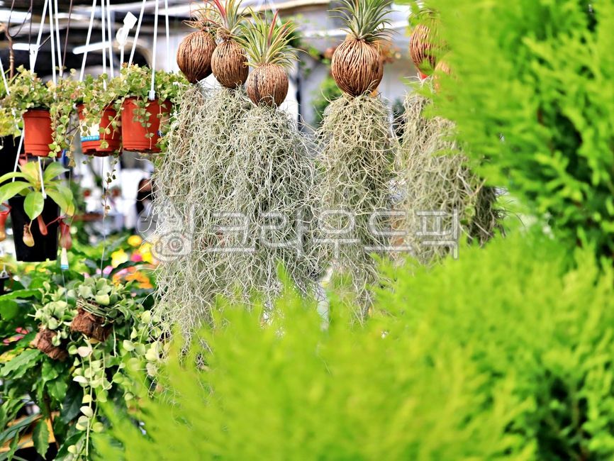 plant,식물,수염틸란드시아,미세먼지,정화식물,공기정화,먼지정화식물