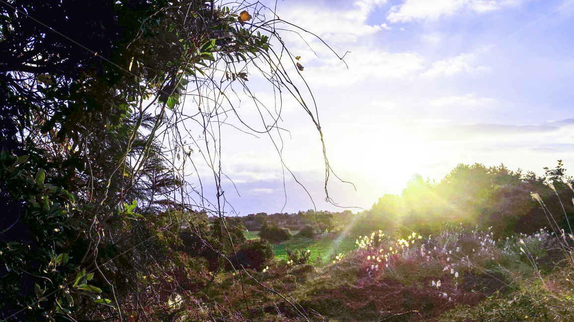 풍경,제주도풍경,동화나라,숲,몽환적,햇빛,태양,나무,풀,자연,풍경,nature,landscape,light,빛,flare,플레어
