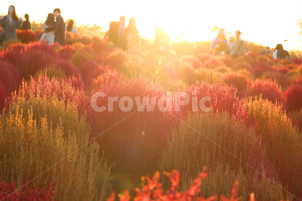 댑싸리,꽃댑싸리,식물,자연,대싸리,가을,가을,계절,fall,autumn,season,사람들,대중,군중,other people,crowd,flare,플레어,light,빛,nature