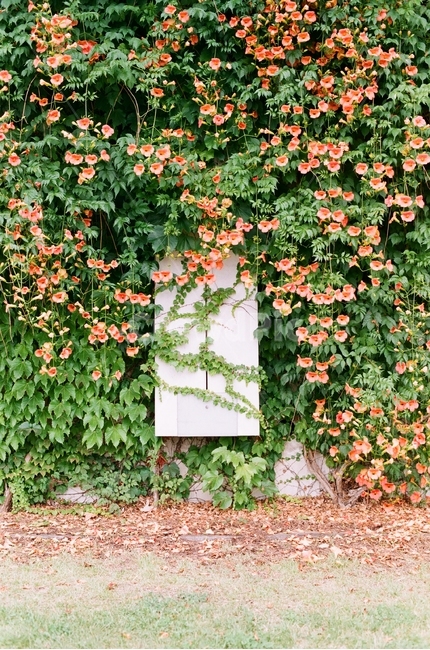 능소화,꽃,여름,봄,주황색,식물,자연,plants,nature,꽃,flower
