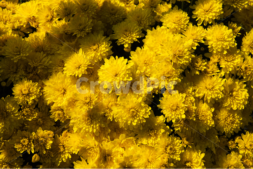 국화,꽃,노란꽃,식물,화분,식물,자연,plants,nature,꽃,flower