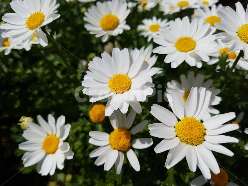 계란후라이꽃,꽃,봄,하얀꽃,풀,식물,자연,plants,nature,꽃,flower