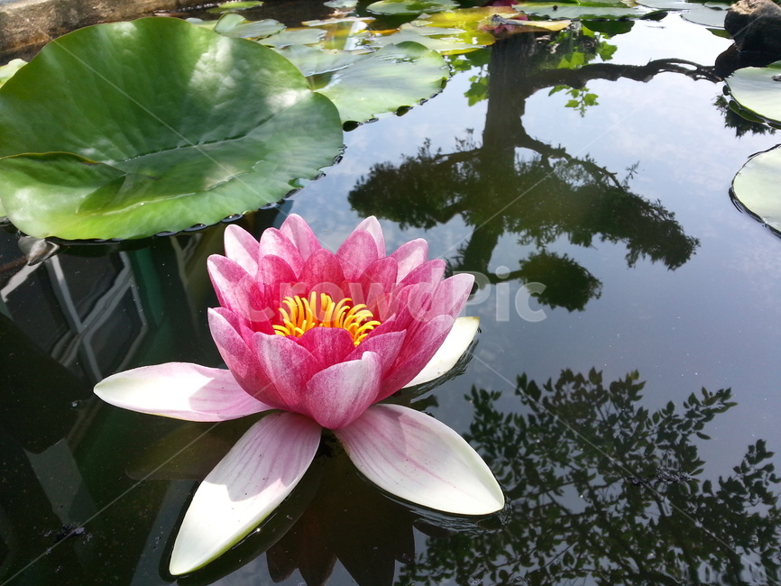 연꽃,연못,수련,자연,꽃,flower,식물,자연,plants,nature,꽃,flower
