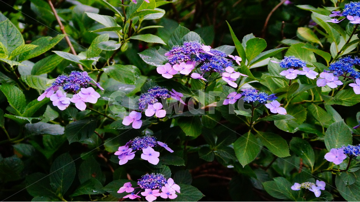 수국,산수국,꽃,꽃사진,태종대,식물,식물,자연,plants,nature,꽃,flower