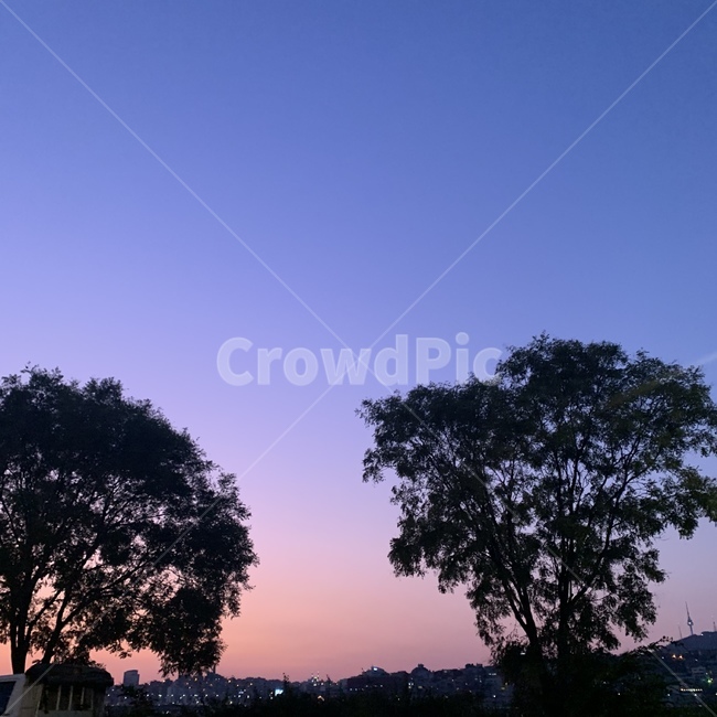 tree,나무,plant,자연,보랏빛,나무,trees,wood