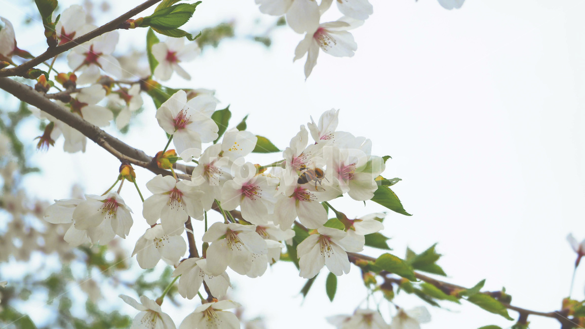 plant,식물,blossom,꽃,flower,식물,자연,plants,nature,꽃,flower