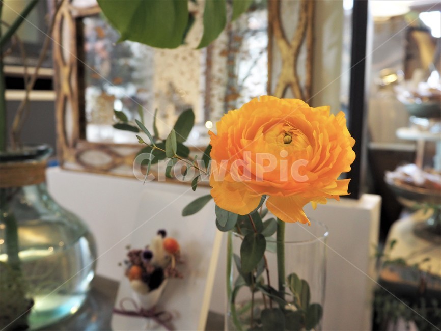 카페,cafe,노란꽃,라넌큘러스,노란라넌큘러스,꽃,flower,꽃,flower,실내용화초,화분,화초,house plant