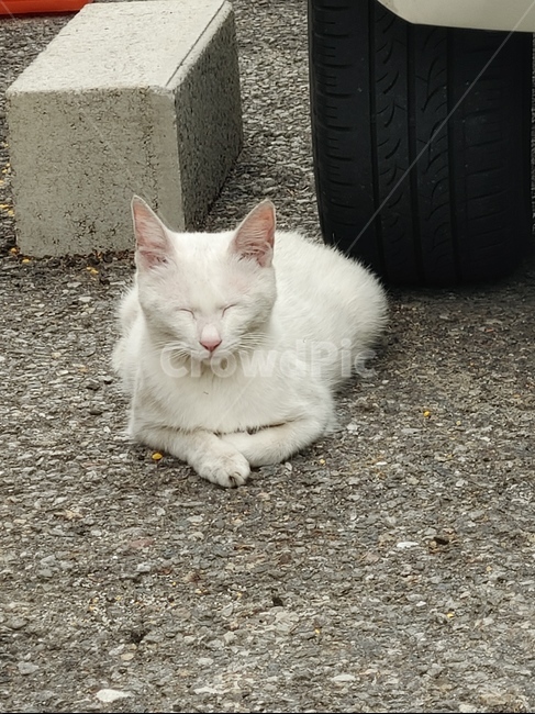 고양이,길,야생,오드아이,하얀색