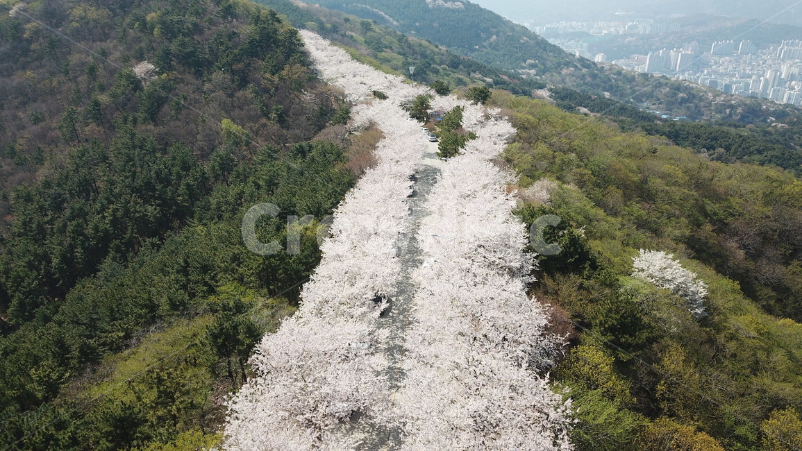 황령산,벚꽃,봄꽃,봄,부산황령산,부산,봄,계절,spring,season,자연,풍경,nature,landscape,slope,경사,outdoors,옥외