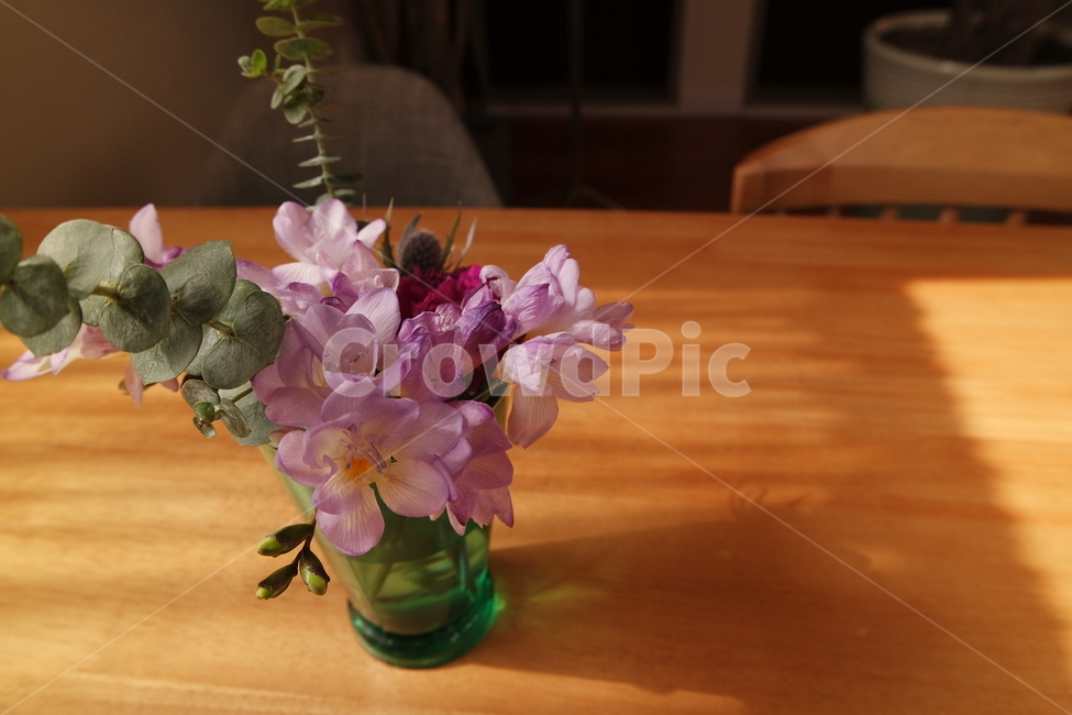 조명,감성사진,편안함,인테리어,소품,감성,배경,식물,자연,plants,nature,꽃,flower,실내용화초,화분,화초,house plant,인테리어,실내디자인,interior design