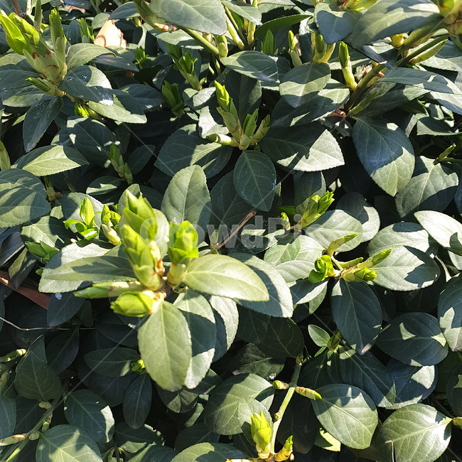 풀,계절,봄,초록,green,정원,식물,나뭇잎,식물,자연,plants,nature