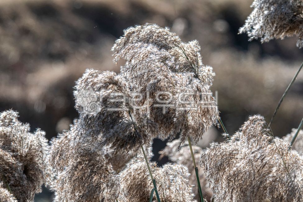 갈대,갈대이삭,갈목,갈대꽃,갈꽃,벼과,reed,식물,자연,초본,plants