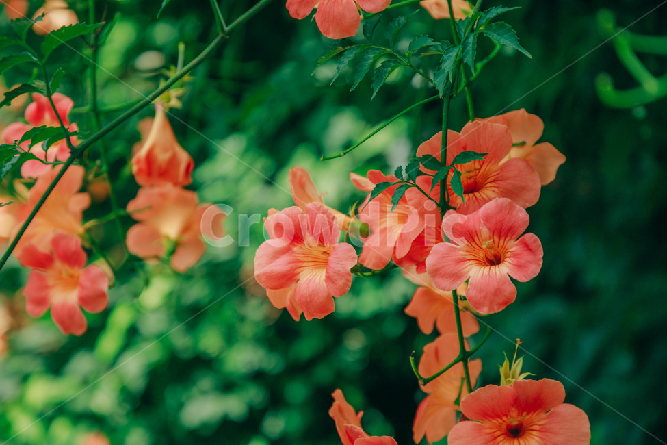 자연,식물,꽃,flower,능소화,아름다운,식물,자연,plants,nature,꽃,flower