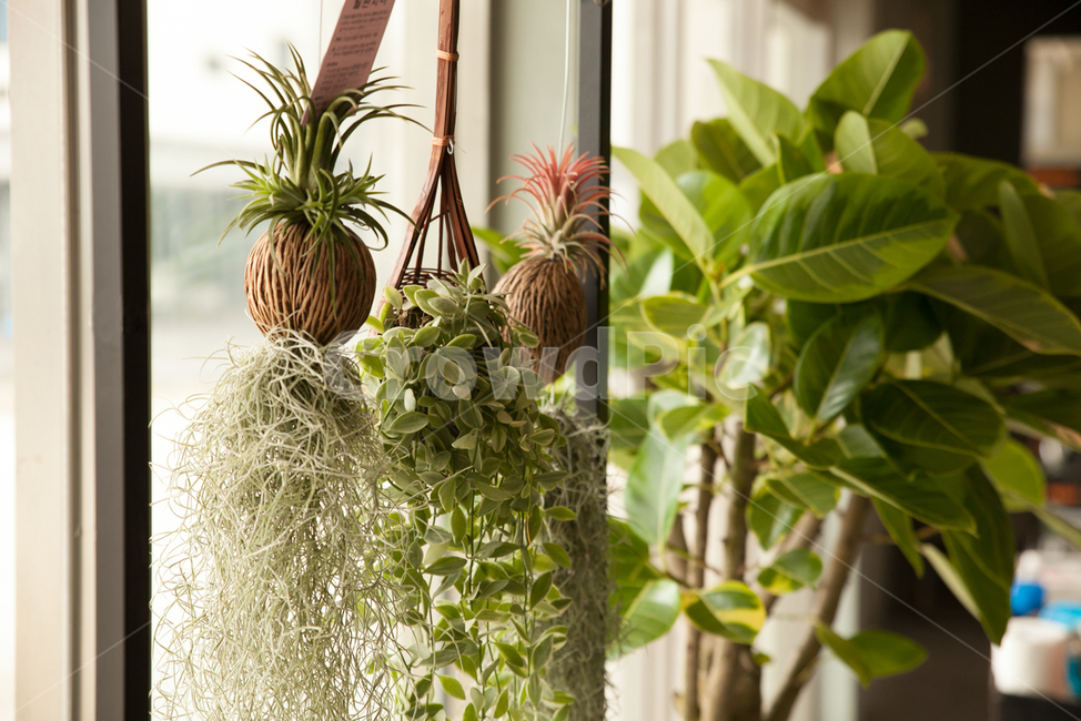 식물,공기정화,미세먼지,플랜테리어,반려식물,실내용화초,화분,화초,house plant