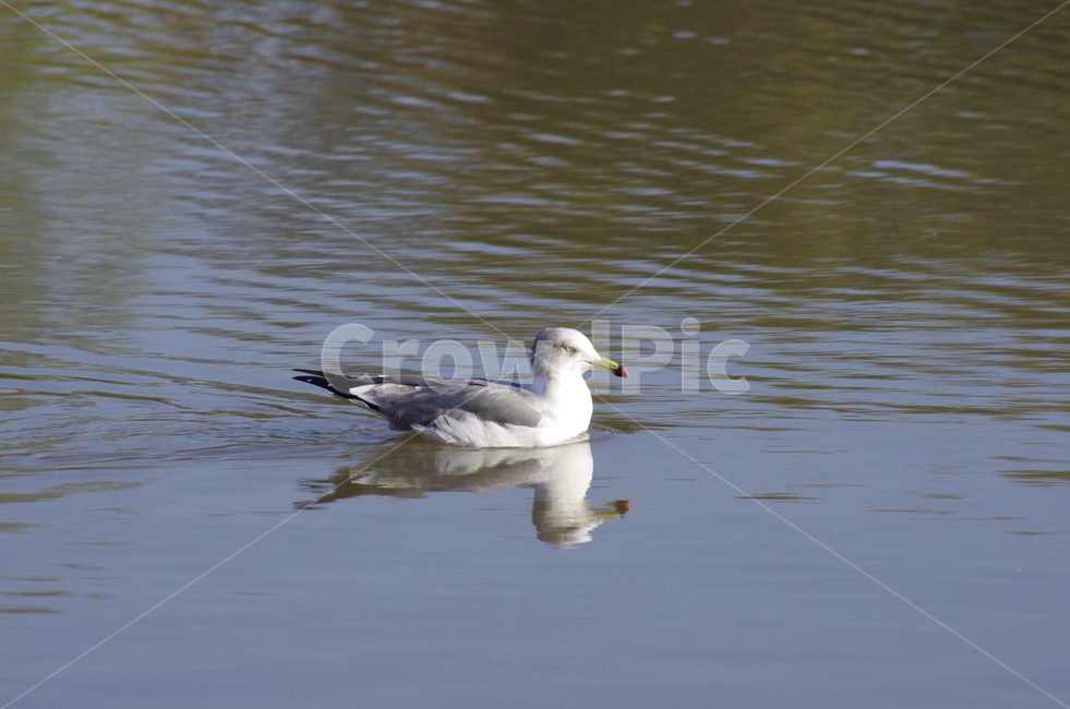 갈매기,물가,호수,조류,새,scene,view,feeling,emotion,nature,landscape,season,풍경,감정,감성,자연,계절,뷰티,seagull,bird,gull,pond,lake