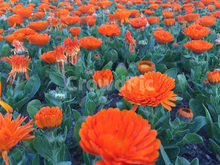 금잔화,코스모스,비올라,데이지,꽃잔디,marigold,flower