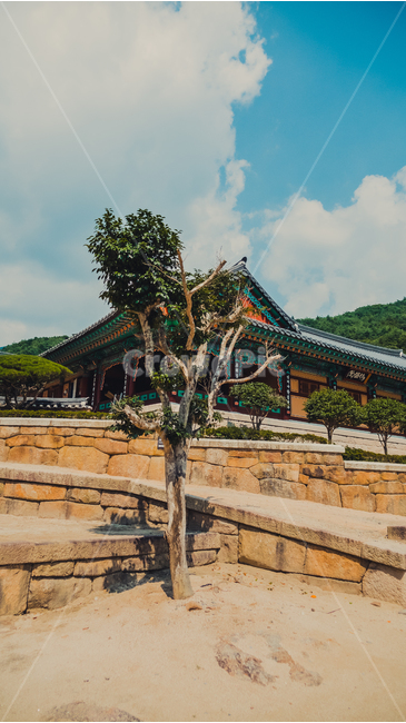 temple,architecture,건축물,건물,절,사찰,하늘,구름,sky,cloud,나무,tree,풍경,절풍경