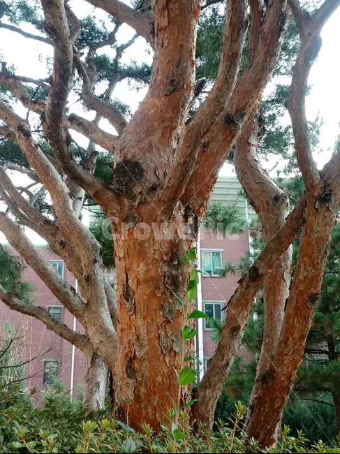 소나무,적송,솔잎,식물,plant,tree,나무줄기,식물,자연,plants,nature