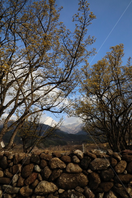 봄,산수유,자연,풍경,꽃,시골,길,산,계곡,봄,계절,spring,season,자연,풍경,nature,landscape,한국자연풍경,한국자연경관,korea nature landscape,plant,식물,tree,나무,tree trunk,나무 줄기,ground,바닥