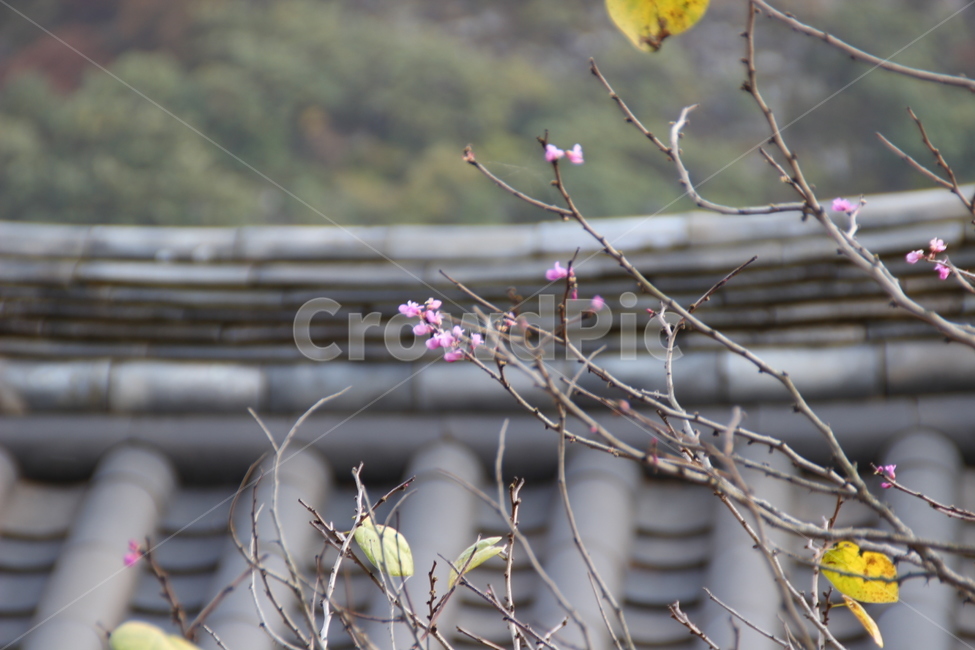 병산서원,건축,서원,목조,꽃,byeongsan,architecture,confucianacademy,woodenbuilding,flower,봄,계절,spring,season,식물,자연,plants,nature,꽃,flower,plant