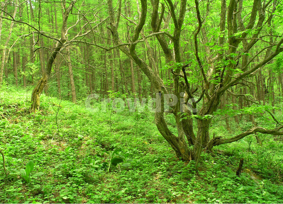봄이미지,새순,새잎,나무,원시림,숲속,자연,nature,green,plant,healing,힐링,청정,산속,무공해,인적없는,등산,청정지대,봄,계절,spring,season,자연,풍경,nature,landscape,tree,식물,tree trunk,나무 줄기,vegetation,초목