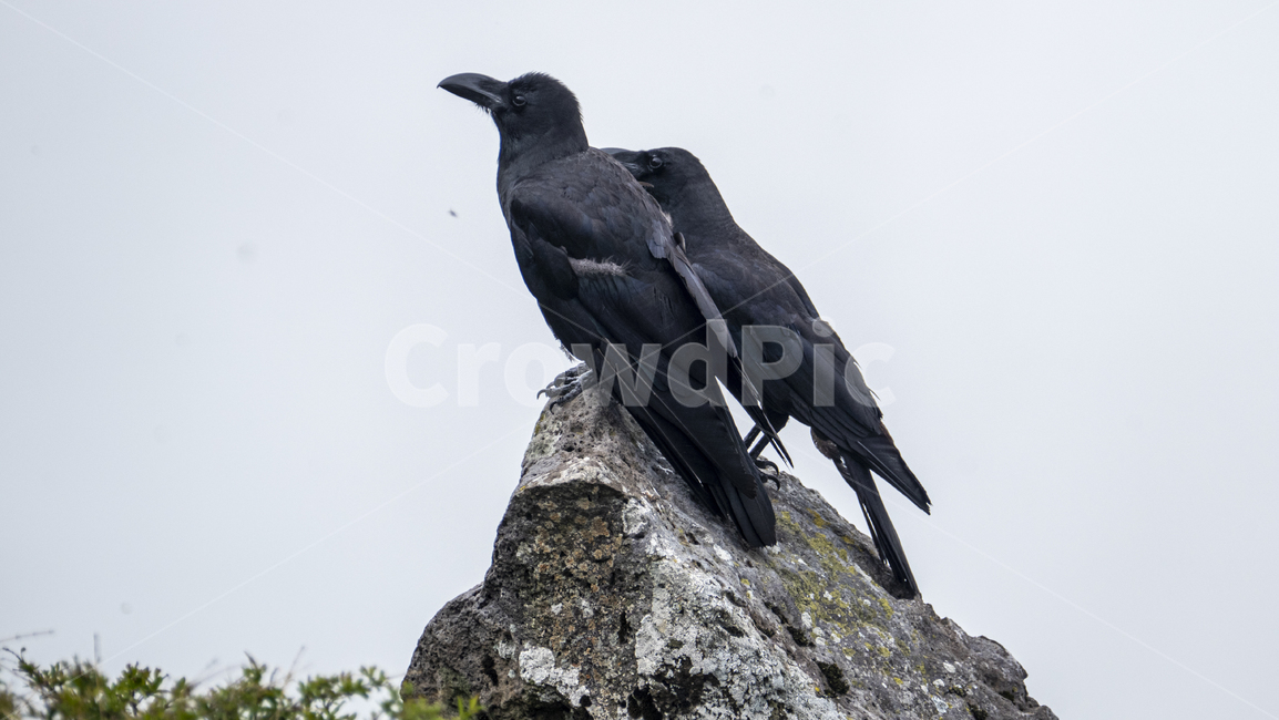 까마귀,까마귀들,야생동물,새,crow,산속,숲속,날짐승,조류,새,birds