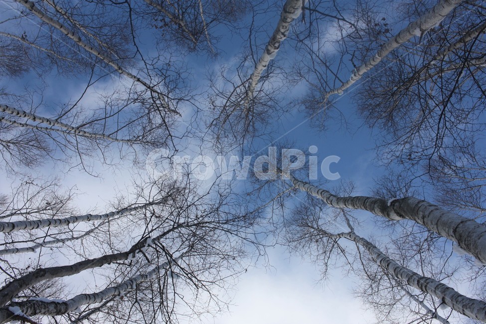 일본,삿포로,비에이,자작나무,숲,자연,풍경,nature,landscape,tree,나무,plant,식물