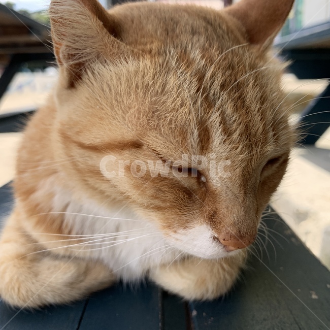 animal,동물,cat,고양이,길고양이,pet,동물,animal,포유류,mammal,고양이,cat,kitten,kitty