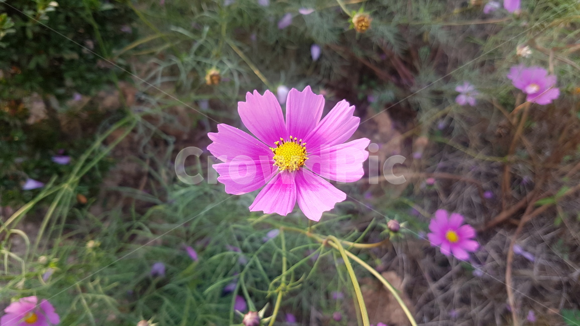 꽃,식물,화분,flower,plant,pink,식물,자연,plants,nature,꽃,flower