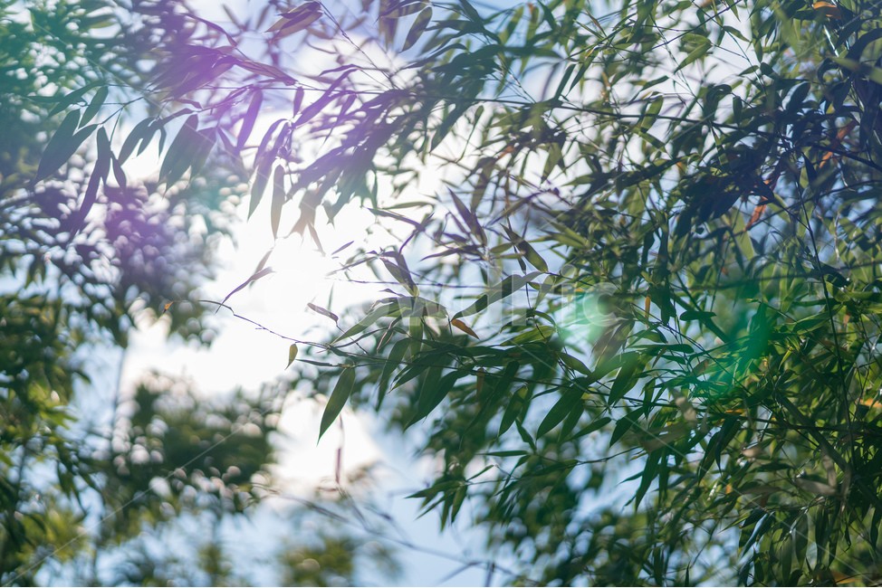 대나무,여름,숲,대나무숲,하늘,식물,자연,plants,nature,휴식,힐링,rest,relaxation,healing