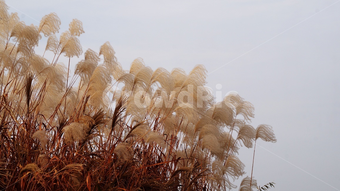 가을,가을풍경,하늘공원,억세풀,갈대,가을,계절,fall,autumn,season,식물,자연,plants,nature,grass,잔디,plant,lawn,reed