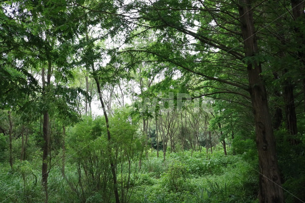 숲,나무,식물,자연,초록,forest,mori,tree,ki,plants,shokubutsu,nature,green,midori,자연,풍경,nature,landscape,식물,plants,나무,trees,wood,휴식,힐링,rest,relaxation,healing,vegetation,초목,plant,land,땅,woodland,삼림지,outdoors,옥외,grove,작은 숲,jungle,밀림