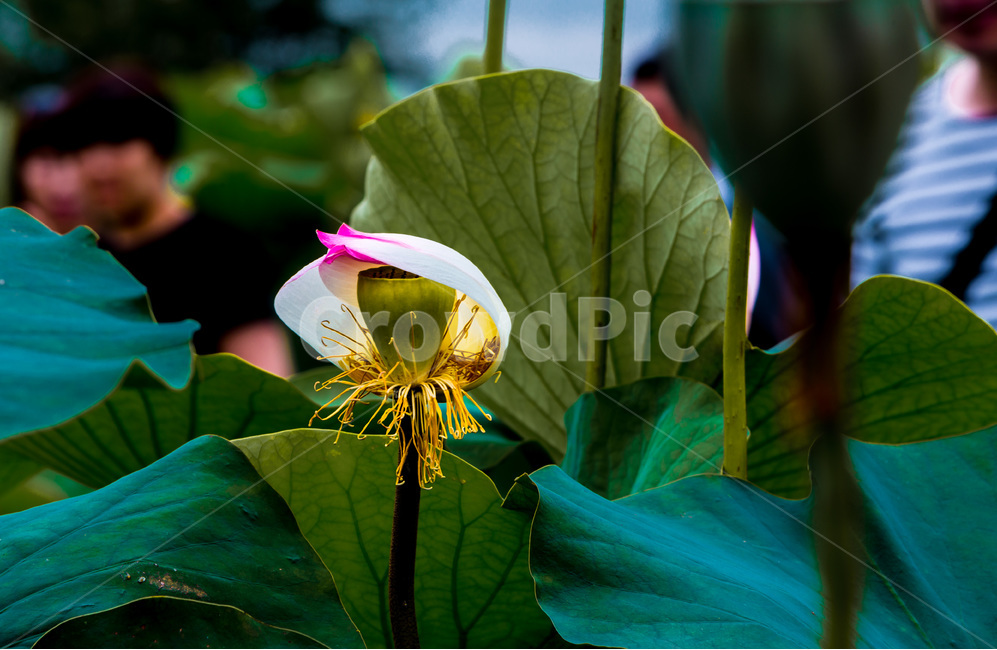 연꽃,연잎,문양,무늬,자연,습지,식물,자연,plants,nature,꽃,flower