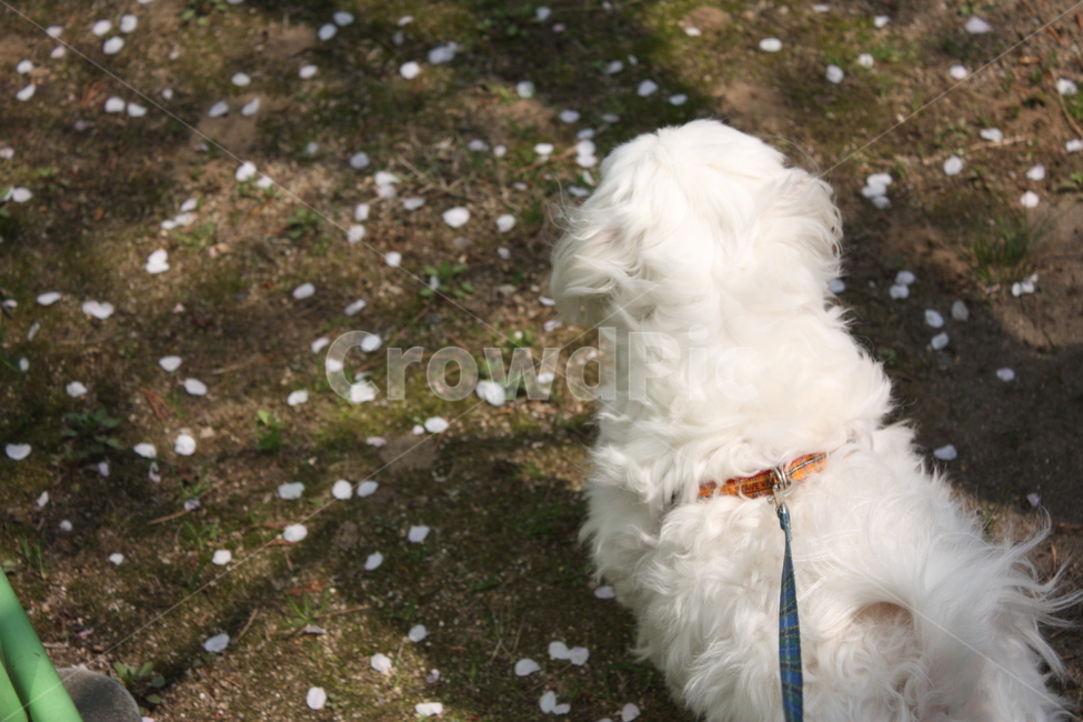 강아지,강아지산책,말티즈,puppy,dog