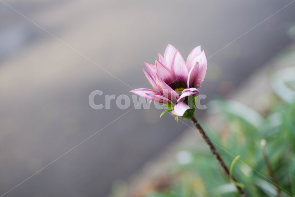 꽃,flower,purple,lonely,waterlily,보라색꽃,꽃말,청순,수련,식물,자연,plants,nature,꽃,flower