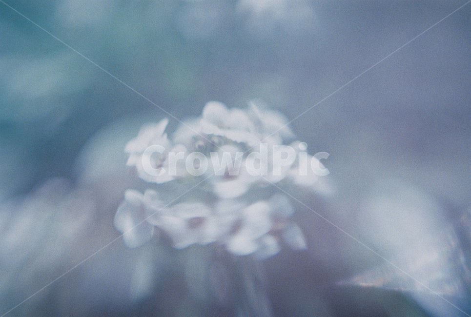 벚꽃,꽃,봄꽃,흰벚꽃,사쿠라,필름사진,식물,자연,plants,nature,꽃,flower