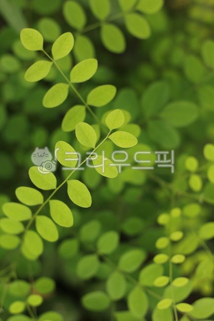 나뭇잎,아카시아,아카시아잎,잎,패턴,초록,leaf,acacia,green,녹색
