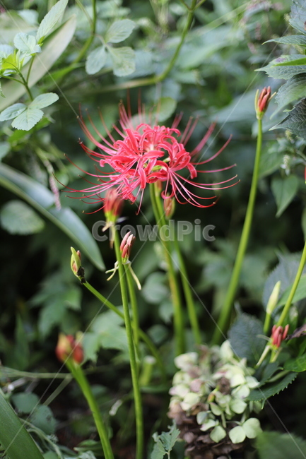꽃무릇,석산,빨간색,빨강,빨간꽃,꽃한송이,자연,붉은색,plant,식물,예쁜,꽃,초록잎,flower,식물,자연,plants,nature,꽃,flower