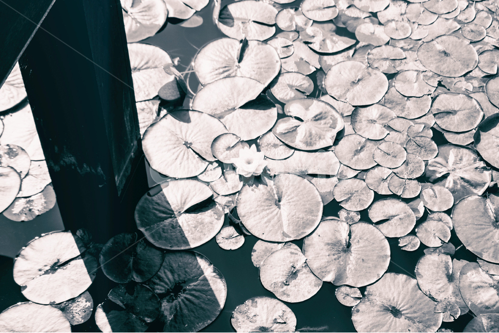 자연,풍경,흑백,연못,식물,연잎,nature,landscape,blackandwhite,palnt,pond,water,물,식물,자연,plants,nature,흑백,모노톤,monochrome,black and white