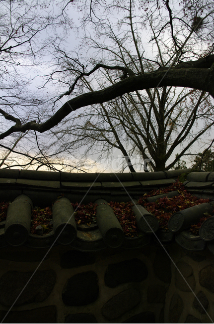 식물,plant,나무,하늘,구름,기와지붕,낙엽,가을,fall,가을,계절,fall,autumn,season,한국전통,한국문화,korean traditional,korean culture,건축물,건물외관,exterior,building,structure,architecture,construction,roof,지붕