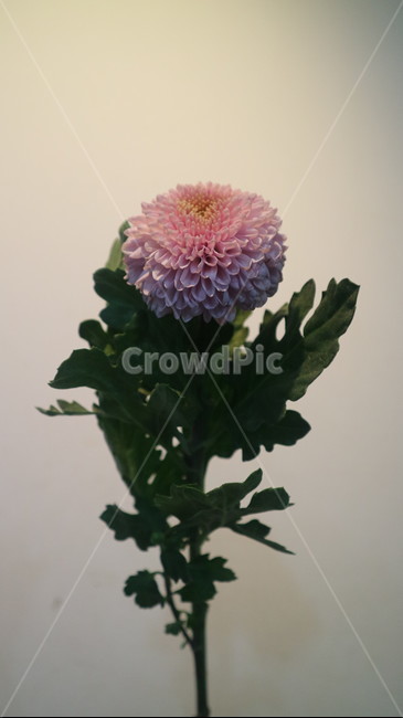 퐁퐁국화,꽃,국화꽃,퐁퐁,분홍색꽃,꽃다발,꽃,flower