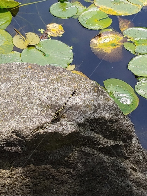 잠자리,줄무늬잠자리,대왕잠자리,여름잠자리,바위잠자리,곤충,벌레,insect,bug