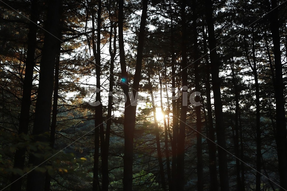 소나무,숲,풍경,자연,소나무숲,자연,풍경,nature,landscape,light,빛,flare,플레어,sunlight,햇빛