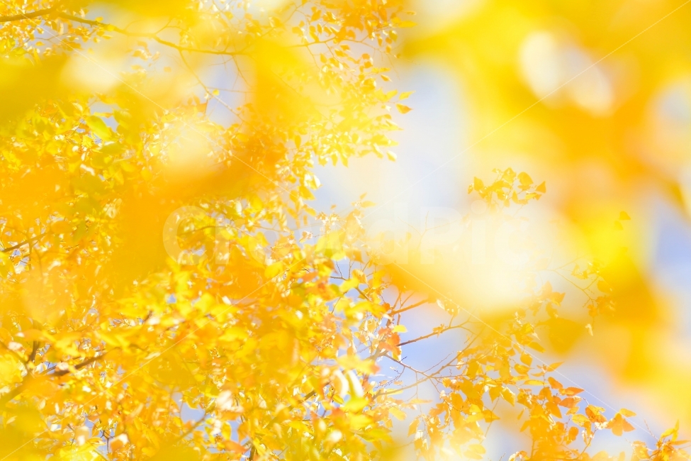 단풍,가을,노랑색,나무,자연,가을,계절,fall,autumn,season,식물,자연,plants,nature,감성,sensible,feeling,휴식,힐링,rest,relaxation,healing,leaf,잎,plant