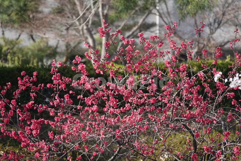 plant,식물,flower,blossom,꽃,식물,자연,plants,nature,꽃,flower